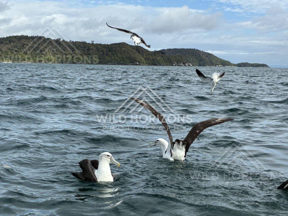 White-capped albatross taking off from ocean surface. Paterson Inlet, New Zealand.