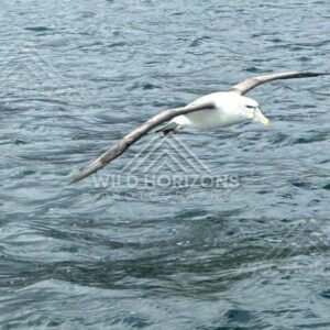 Buller's albatross gliding low above ocean surface. Paterson Inlet, New Zealand.