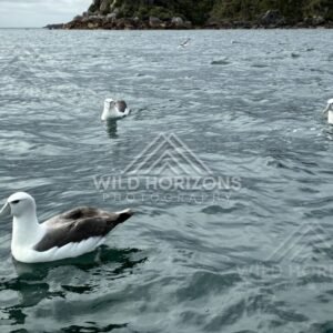 White-capped albatross floating near rocky shoreline. Paterson Inlet, New Zealand.