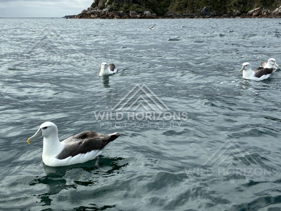 White-capped albatross floating near rocky shoreline. Paterson Inlet, New Zealand.