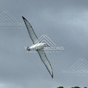 Albatross gliding above rocky headland. Paterson Inlet, New Zealand.