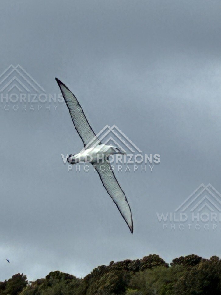 Albatross gliding above rocky headland. Paterson Inlet, New Zealand.