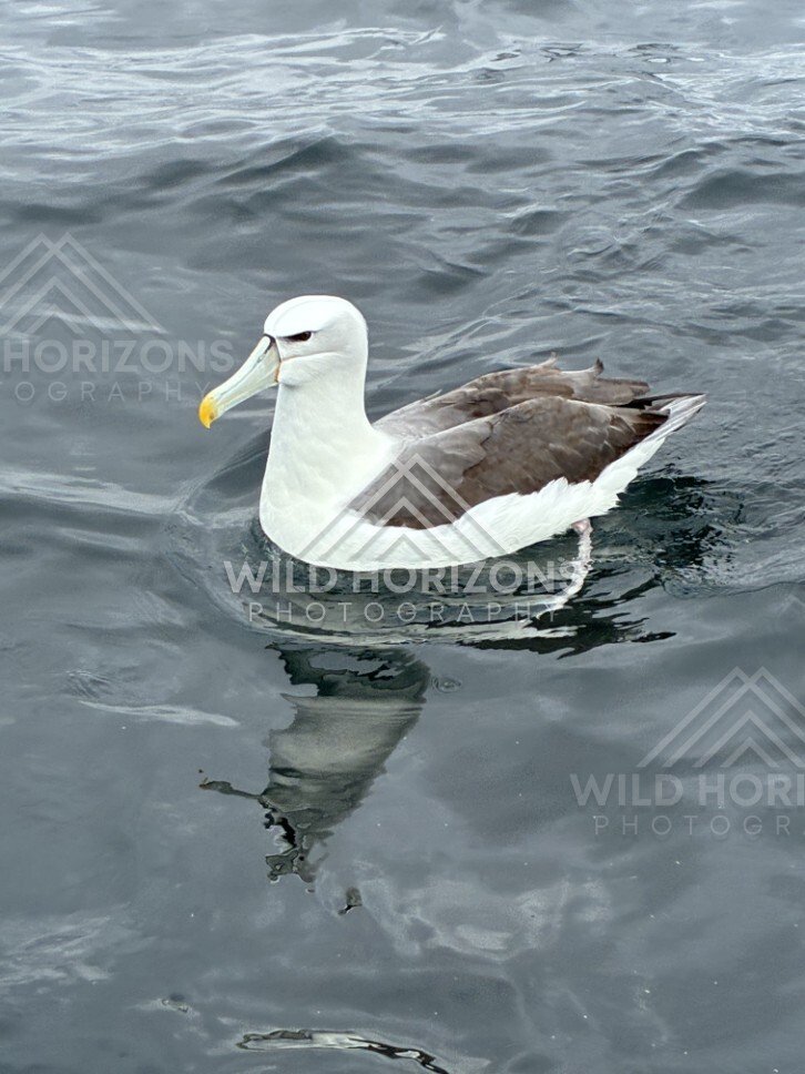White-capped albatross floating on calm water. Paterson Inlet, New Zealand.