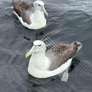 Buller’s albatross floating on rippled water. Paterson Inlet, New Zealand.