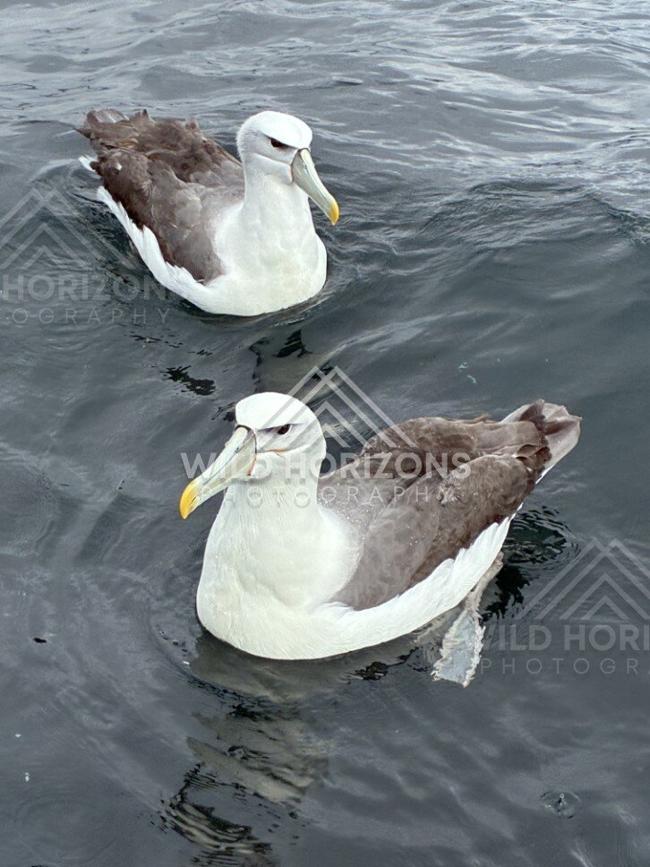 Buller’s albatross floating on rippled water. Paterson Inlet, New Zealand.