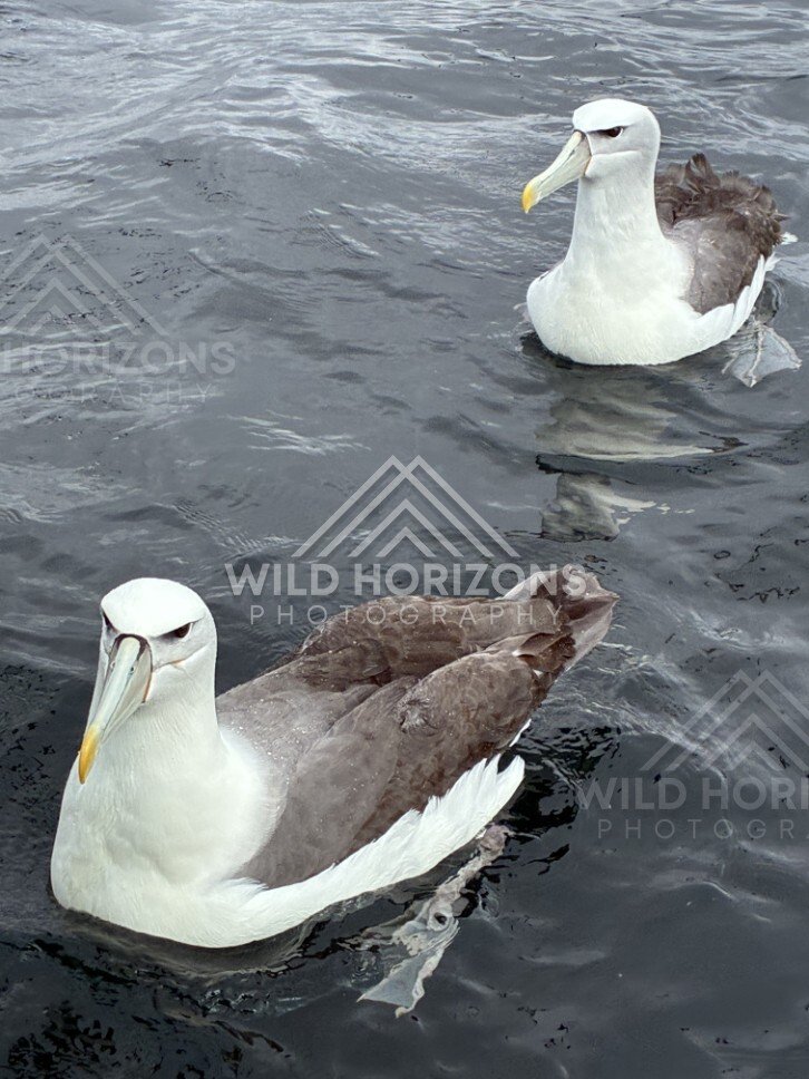 White-capped albatross swimming across calm water. Paterson Inlet, New Zealand.