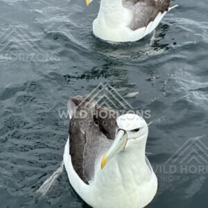 Buller’s albatross facing camera on water. Paterson Inlet, New Zealand.