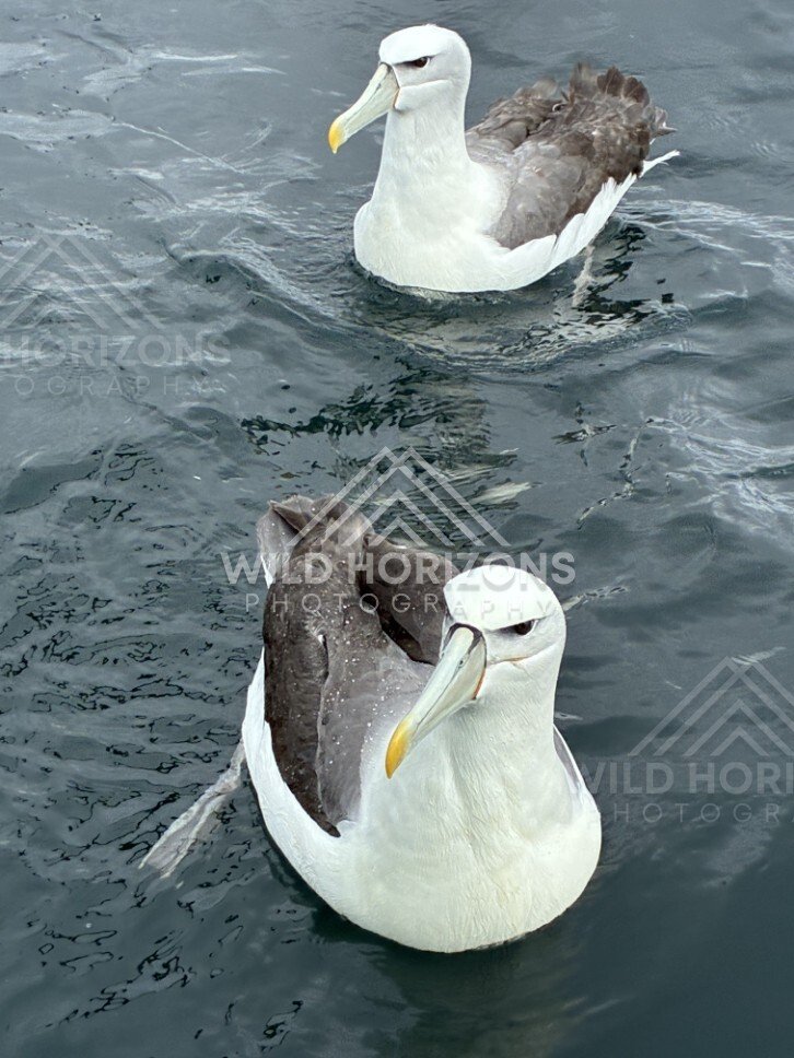 Buller’s albatross facing camera on water. Paterson Inlet, New Zealand.