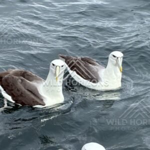 Two albatross floating side by side. Paterson Inlet, New Zealand.