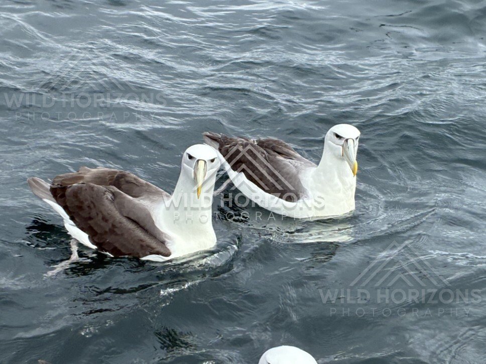 Two albatross floating side by side. Paterson Inlet, New Zealand.