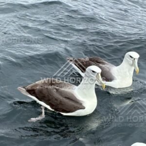 Pair of albatross resting on water surface. Paterson Inlet, New Zealand.