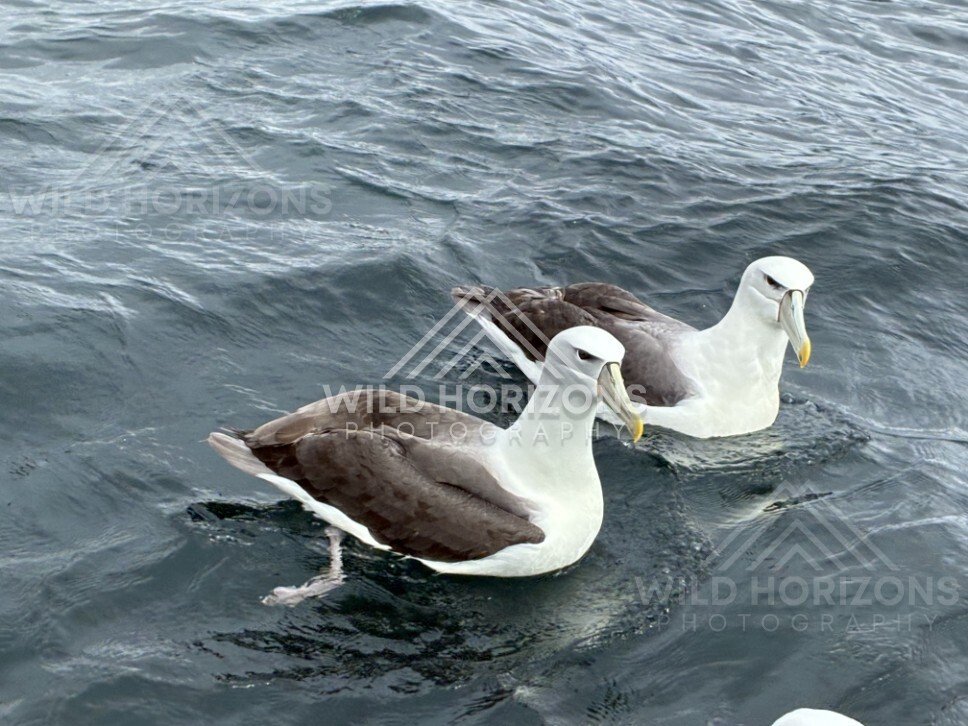 Pair of albatross resting on water surface. Paterson Inlet, New Zealand.