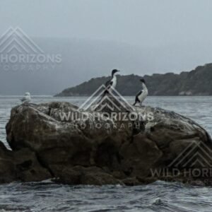 Cormorants perched on coastal rock in mist. Stewart Island, New Zealand.