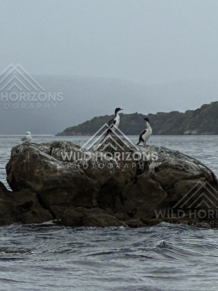 Cormorants perched on coastal rock in mist. Stewart Island, New Zealand.