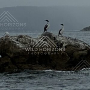 Cormorants resting on rocky outcrop above sea. Stewart Island, New Zealand.