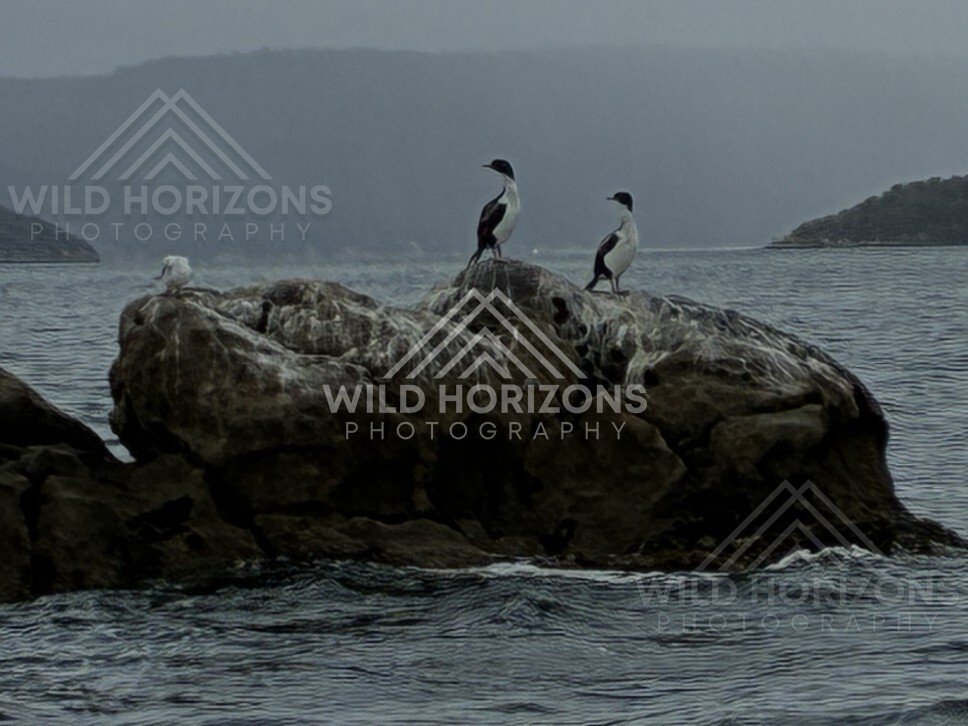 Cormorants resting on rocky outcrop above sea. Stewart Island, New Zealand.