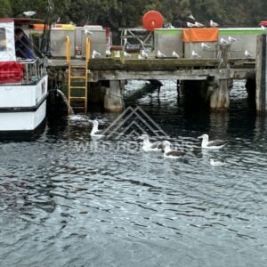 Fishing boats moored at Oban jetty. Oban, New Zealand.