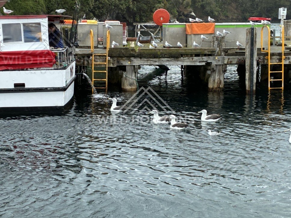 Fishing boats moored at Oban jetty. Oban, New Zealand.