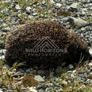 Hedgehog resting among stones and vegetation. Slope Point, New Zealand.
