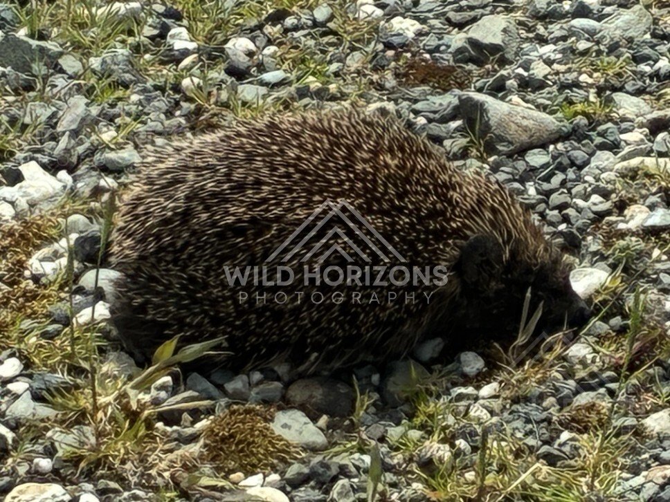 Hedgehog resting among stones and vegetation. Slope Point, New Zealand.