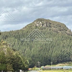 Steep forested hill rising above farmland. Catlins, New Zealand.