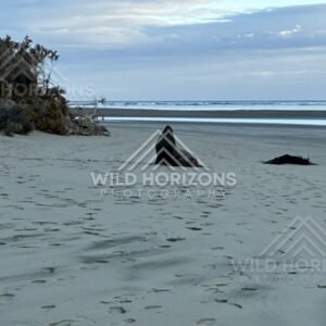 Sea lion resting on pale sand near dunes. Surat Bay, New Zealand.