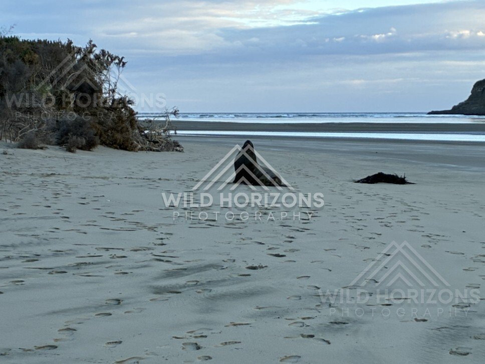 Sea lion resting on pale sand near dunes. Surat Bay, New Zealand.