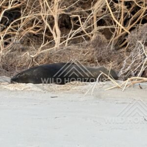 Sea lion lying among driftwood and branches. Surat Bay, New Zealand.