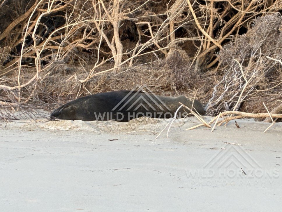 Sea lion lying among driftwood and branches. Surat Bay, New Zealand.