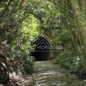 Vegetated tunnel entrance along forest track. Tunnel Hill, New Zealand.