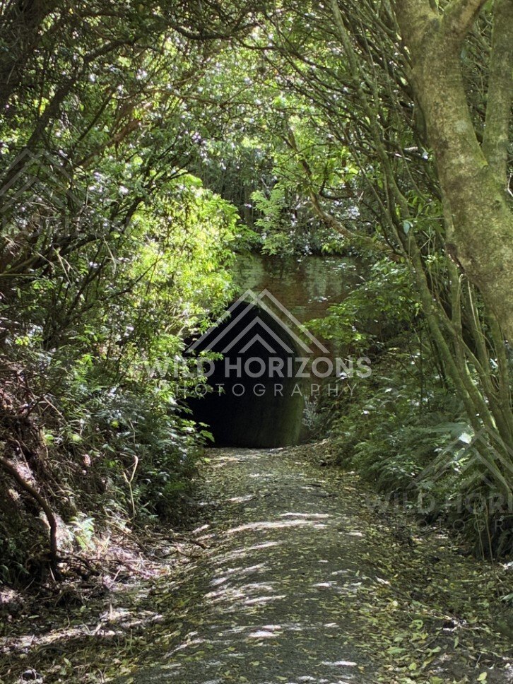 Vegetated tunnel entrance along forest track. Tunnel Hill, New Zealand.