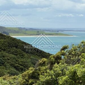 Elevated view across forested headland and ocean. Nugget Point, New Zealand.