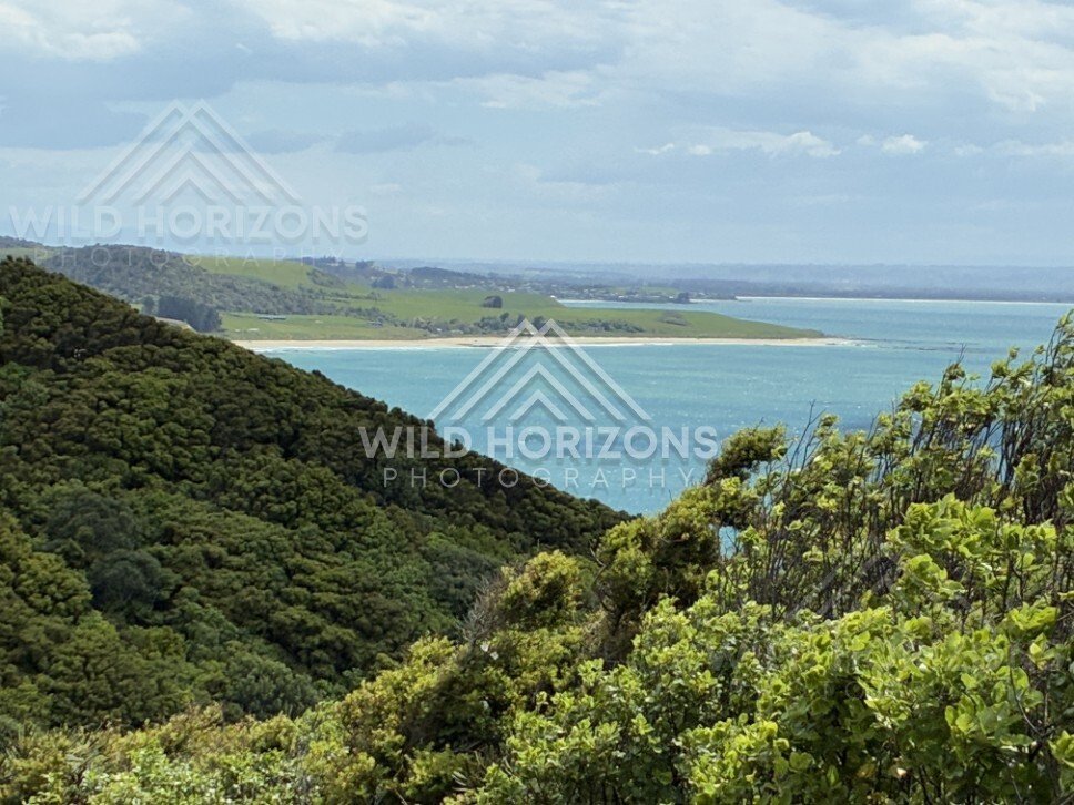 Elevated view across forested headland and ocean. Nugget Point, New Zealand.