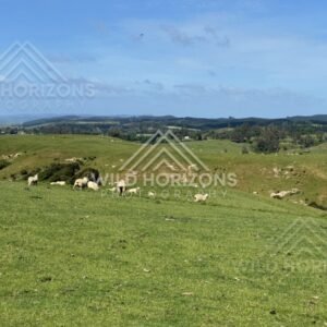 Rolling hills and rural farmland under open sky. Saddle Hill, New Zealand.