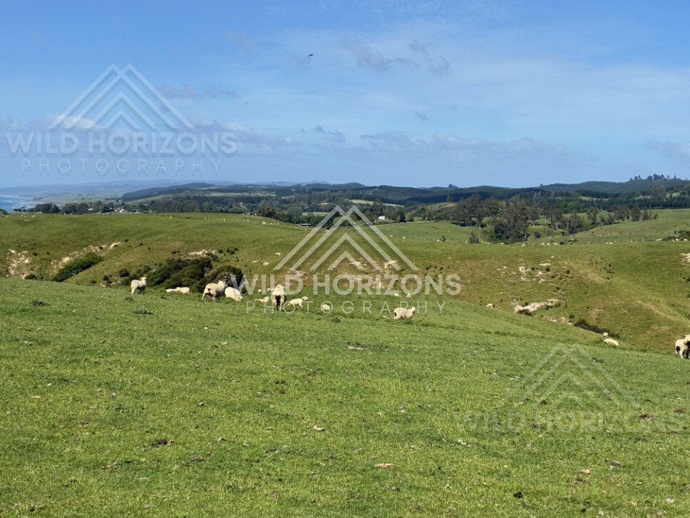 Rolling hills and rural farmland under open sky. Saddle Hill, New Zealand.