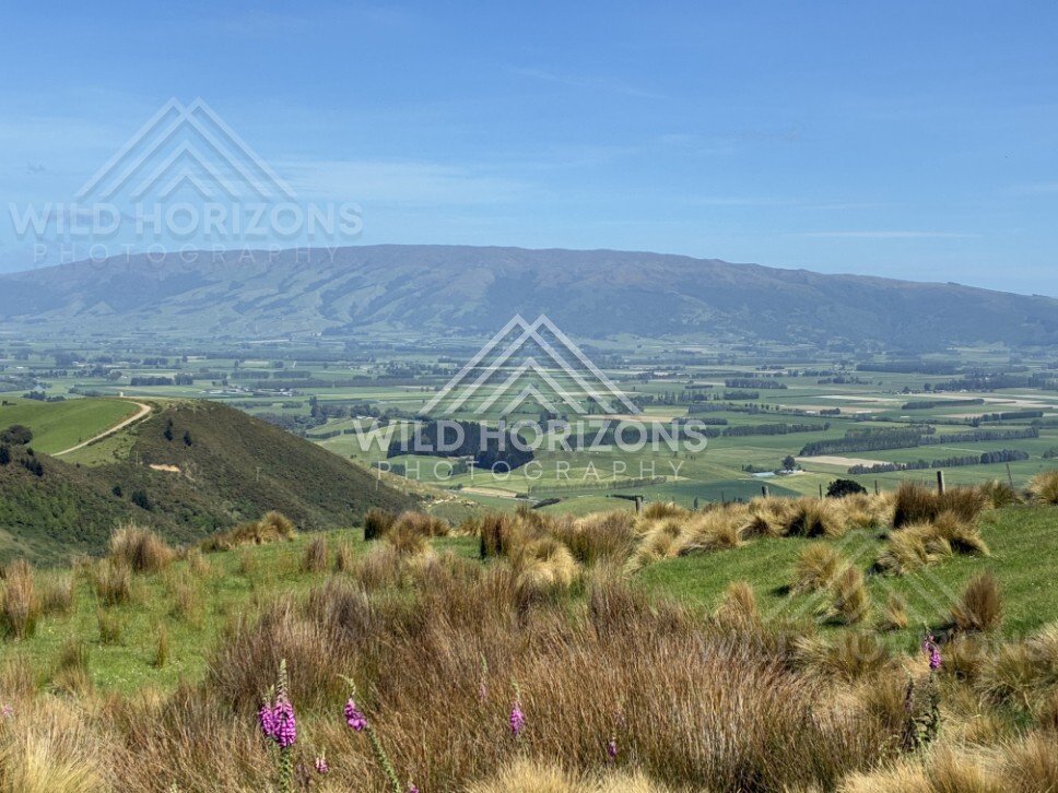 Rolling hills and rural farmland under open sky. Saddle Hill, New Zealand.