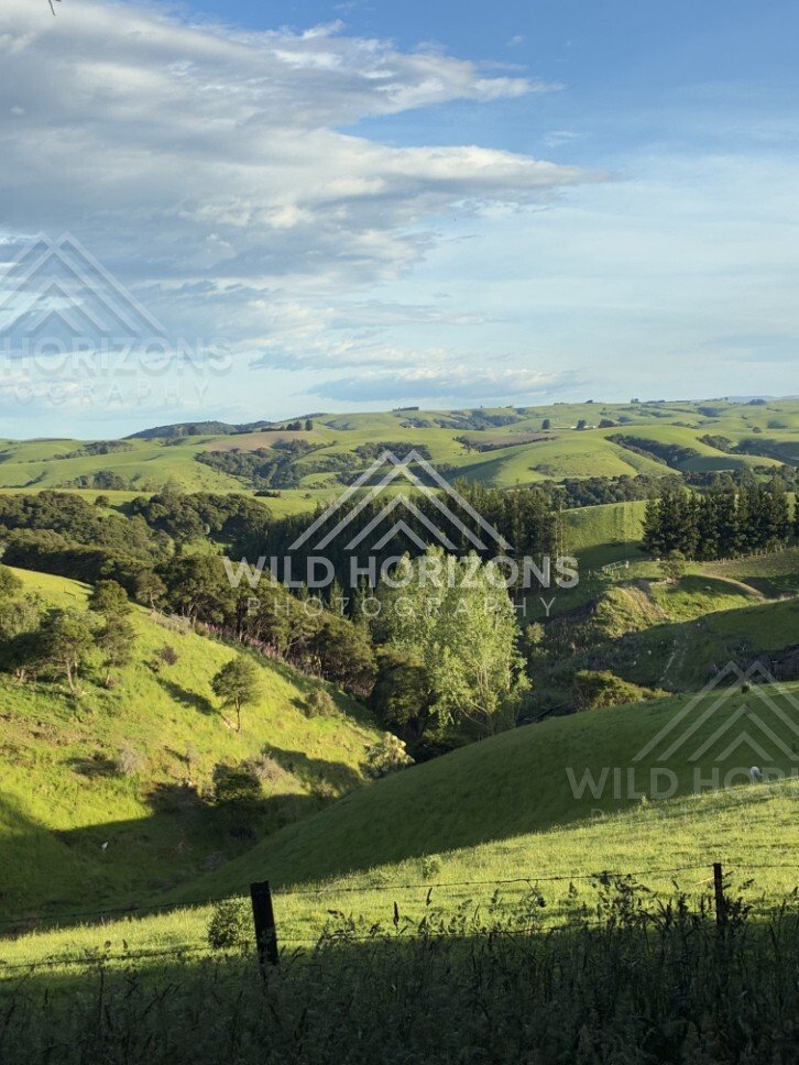 Rolling hills and rural farmland under open sky. Saddle Hill, New Zealand.