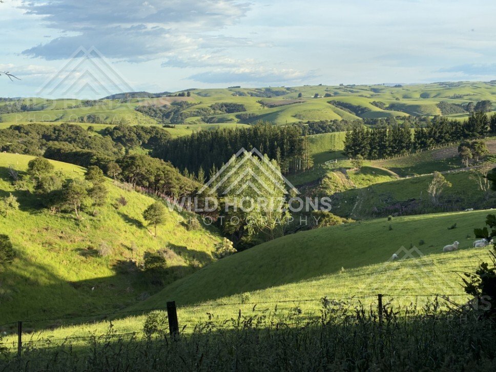 Rolling hills and rural farmland under open sky. Saddle Hill, New Zealand.