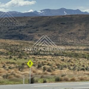 Forest and lakeside landscape under soft light. Manapouri, New Zealand.