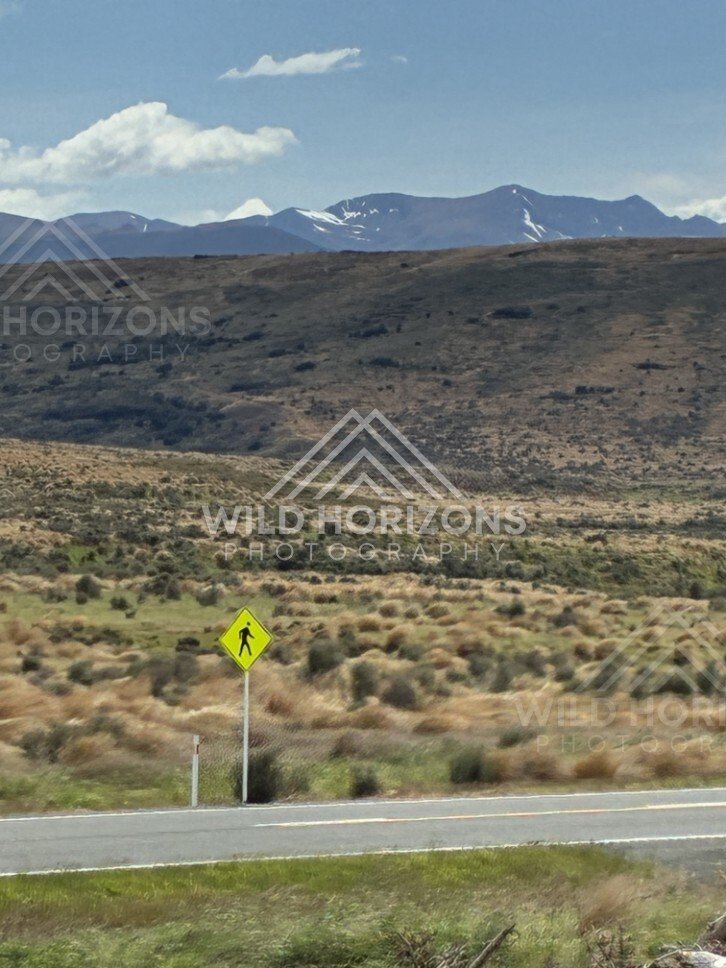 Forest and lakeside landscape under soft light. Manapouri, New Zealand.
