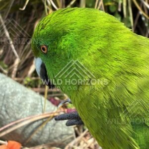 Antipodes Island parakeet perched on branch. Te Anau, New Zealand.