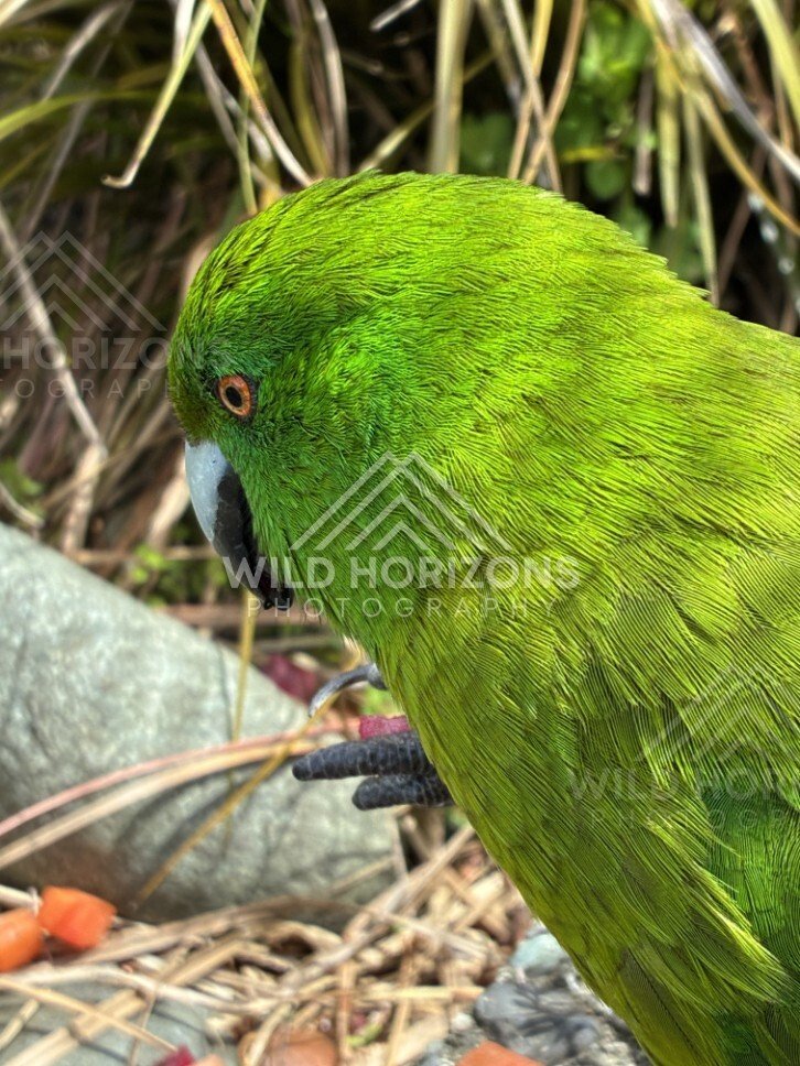 Antipodes Island parakeet perched on branch. Te Anau, New Zealand.