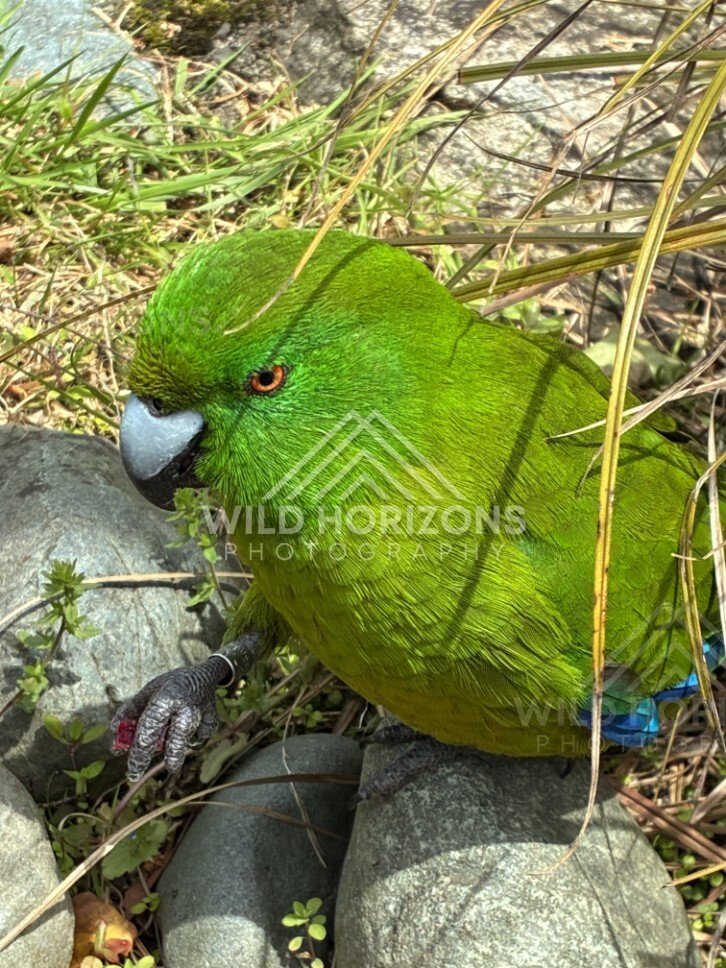 Antipodes Island parakeet perched on branch. Te Anau, New Zealand.