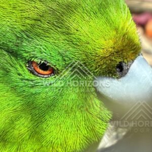 Antipodes Island parakeet perched on branch. Te Anau, New Zealand.