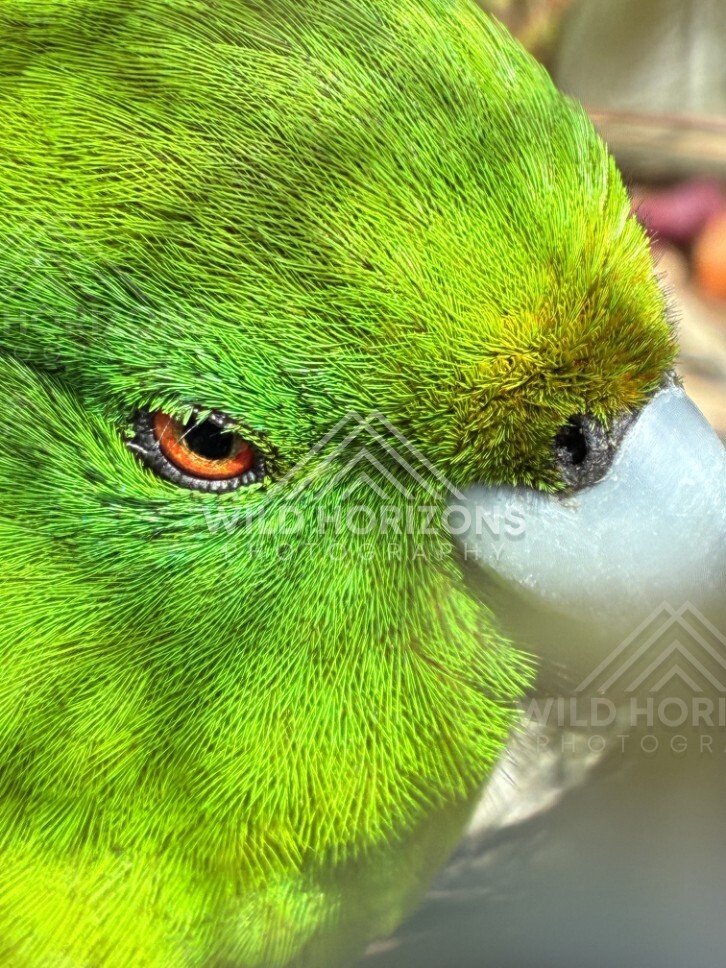 Antipodes Island parakeet perched on branch. Te Anau, New Zealand.