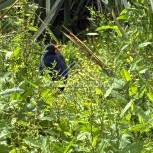 Takahe in Dense Green Grass and Flax. Te Anau, New Zealand.