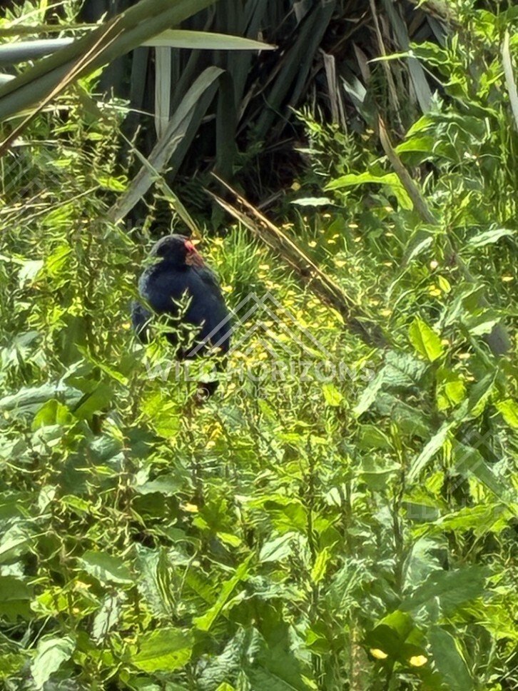 Takahe in Dense Green Grass and Flax. Te Anau, New Zealand.