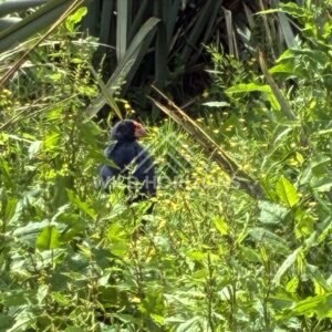 Takahe Resting in Lush Vegetation. Te Anau, New Zealand.