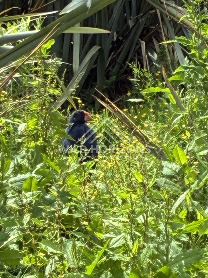 Takahe Resting in Lush Vegetation. Te Anau, New Zealand.