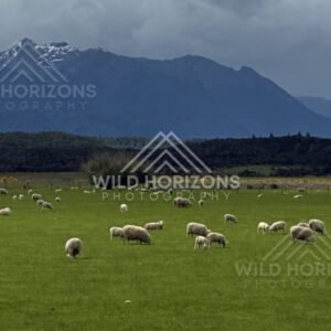 Sheep Grazing on Green Pasture Beneath Fiordland Mountains. Te Anau Downs, New Zealand.